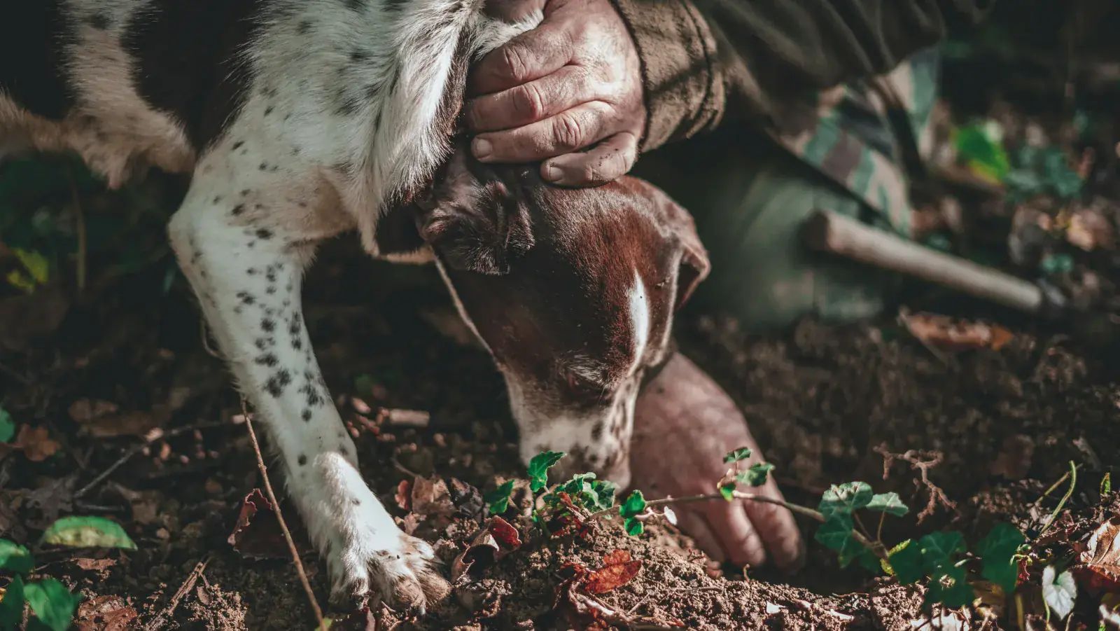 Trüffelhund mit Schnauze in der Erde, Sucher mit Hand auf dem Hundekopf