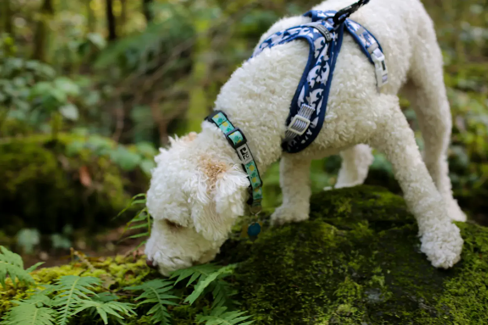 Lagotto Romagnolo bei der Trüffelsuche