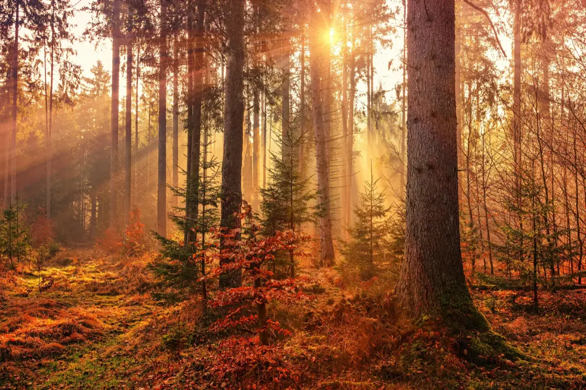 Mischwald mit Sommer- und Burgunder-Trüffel-Habitat